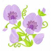 Flowe of the Month: April - Sweet Pea