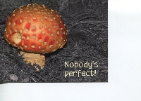 Mushroom postcard swap # 1