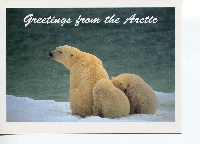 Bear Postcard Swap # 1