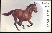 Horse postcard
