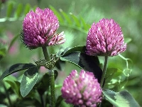 Magic in Your Yard ATC - #2  Red Clover