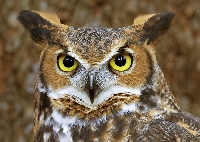 Hoo! Hoo! Who likes Owls? PC Swap