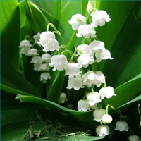 Flower of  the Month: May - Lily of the Valley