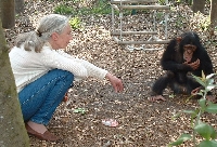 (Chimps, Gorillas, Orangutangs) ATC- REVISED-DATE 