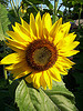 sunflower swap