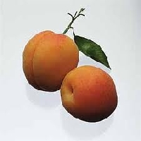 Apricot Recipe Swap