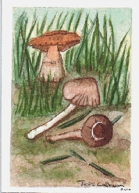 Mushrooms and  Toadstools Watercolor ATC