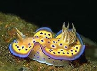 Nudibranch - Bizarre Animal #5 (Illus. & PRNMK)