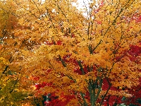 Autumn Tree Color Photograph ATCs