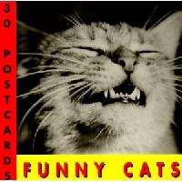 Funny Cat Postcard