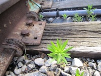 On Track: Railroads