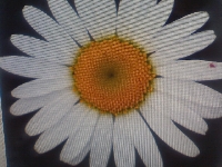 Zentangled flower series #1-daisy