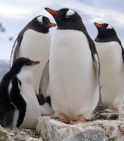 Penguin Postcards